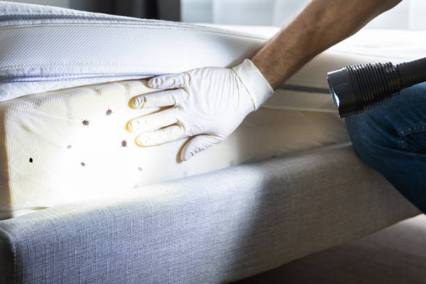 Best Best Pest Control Companies  in Wildomar, CA