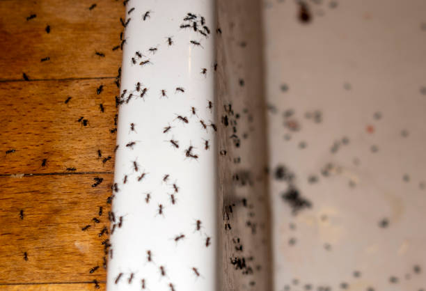 Best Pest Control Near Me  in Wildomar, CA