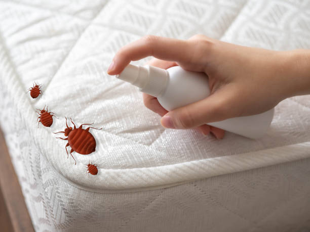 Best Local Pest Control Services  in Wildomar, CA