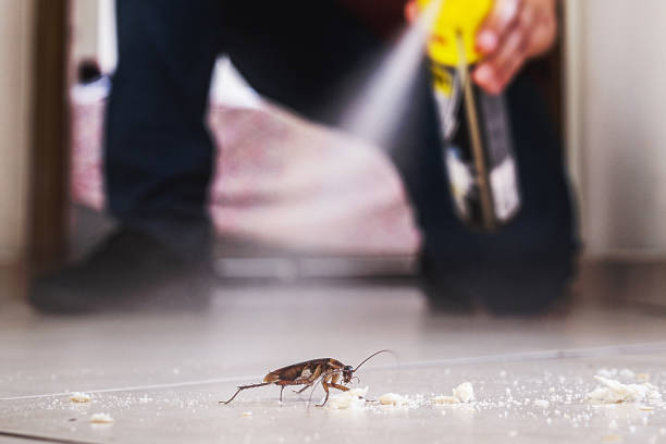 Best Residential Pest Control  in Wildomar, CA